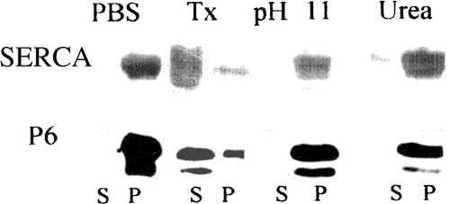 Figure 2.  Extraction of proteins carrying the N-terminal hydrophobic sequence of sAnk1 from isolated SR vesicles. Isolated SR vesicles were incubated at RT in solutions of buffered saline (PBS), 6 M urea, 50 mM ethanolamine, pH 11, and buffered saline containing 2% Triton X-100 (Tx). After incubation, samples were subjected to centrifugation, and the distribution of sAnk1 between the supernatant and pellet fractions was examined by SDS-PAGE and immunoblotting with anti-p6 antibody. Parallel lanes were assayed for SERCA by SDS-PAGE and staining with Coomassie brilliant blue. sAnk1 and SERCA behaved similarly, as each were solubilized to significant extents by the detergent solution but not by other treatments.