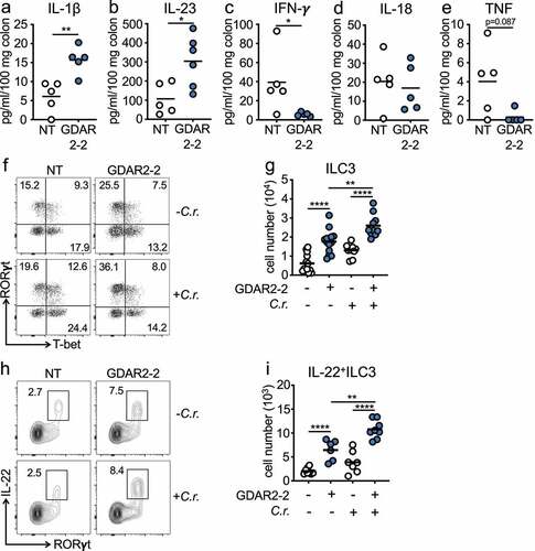 Figure 3. GDAR2-2 induces ILC3 and IL-22+ILC3 expansion. (a-e) ABX-treated B6 mice were colonized with GDAR2-2 or left un-colonized and infected with C. rodentium. 6 days after infection, colon secretion of (a) IL-1β, (b) IL-23, (c) IFN-γ, (d) IL-18 and (e) TNF was measured by LegendPlex. (f-i) ABX-treated B6 mice were colonized with GDAR2-2 or left un-colonized and infected with or without C. rodentium. Five days after infection, ILC3s and IL-22+ILC3s from large intestine laminar propria were isolated and analyzed by flow cytometry. (f) Representative dot plots of live lin−Eomes−CD90+ cells and (g) absolute number of live lin−Eomes−CD90+RORγt+ILC3. (h) Representative dot plots of live lin−Eomes−CD90+ cells and (i) absolute number of live lin−Eomes−CD90+RORγt+IL-22+ILC3. Data are representative of at least 2 independent experiments. (a-e, g, i) Data points are single mouse with mean. (a-c, e) Student’s t test, (d) Mann–Whitney test and (g, i) one-way ANOVA with Bonferroni correction. *p ≤ 0.05, **p ≤ 0.01, **** p ≤ 0.0001.