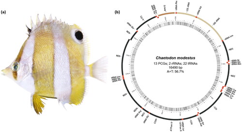 Figure 1. (a) Specimen image of Chaetodon modestus (brown-banded butterflyfish) having a characteristic pattern of pale brown vertical bands on the body and about an eye-sized black spot on the dorsal fin. (b) The circular-mapping mitochondrial genome of C. modestus was prepared using the MitoFish web server. Genes outside the circle are transcribed clockwise, whereas those inside are transcribed counterclockwise. PCGs: protein-coding genes.