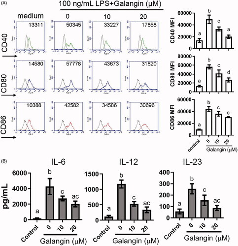 Figure 5. Effects of galangin on LPS-stimulated BMDC from naïve mice. (A) LPS-activated CD11c+ DC were analyzed for changes in expression of CD80, CD86, and CD40 by indicated concentrations of galangin. (B) Production of IL-6, IL-12, and IL-23 from activated DC, with or without galangin treatment (ELISA). Data expressed as means ± SEM. Different letters indicate a significant difference between two given groups (p < 0.05); same letters mean no significant difference.