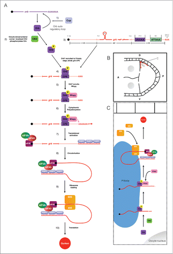 Figure 4. Schematic collating data from this and other studies (references refer to the text) to present a model for the translational control of grk mRNA during stage 8 of oogenesis. (A) 1) orb mRNA translation is repressed in the nurse cells though the action of Cup.Citation3,18,19 Orb is present throughout the oocyte, but is locally phosphorylated by CK2 at the dorsal-anterior corner. 3) Also present at the dorsal-anterior corner is grk mRNA, localized by the gurken localization signal (GLS). 4) Phosphorylated Orb binds grk mRNA, presumably at one or many of the 6 weak CPE consensus sites present in the mRNAs 3′ UTR (only the strongest CPE is shown: CPE3).Citation1 5) Phosphorylated Orb is able to recruit the Drosophila homolog of the GLD-2 cytoplasmic polymerase WispyCitation1,4,29. 6) Wispy catalyses the addition of around 60As to the 3′ tail of grk mRNA extending it's length from 30 to 90As.Citation1 7) Cytoplasmic polyadenylation of grk mRNA results in translational activation: canonical translation initiation machinery binds the mRNA. 8) The mRNA is circularized through interactions between eIF4G and PABPC for efficient translation. 9) The ribosome is loaded onto the mRNA. 10) Translation of grk mRNA generates Grk protein. (B) Stage 8 egg chamber with Anterior (A) left and Dorsal (D) up. Grk protein (red) is synthesized only at the dorsal-anterior corner, in a characteristic crescent between the oocyte nucleus (grey) and oocyte membrane. (C) Model for the mechanism of grk translational control at the dorsal-anterior corner. grk translational activation occurs at the edge of P-bodiesCitation2 at the dorsal-anterior corner of the oocyte. Phosphorylation of Orb by CK2 directs the CPEB homolog to the edge of P-bodies where grk mRNA is localised.Citation2 Orb then directs cytoplasmic polyadenylation resulting in translational activation of grk mRNA (see (A) for mechanistic detail).