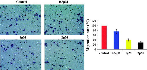 Figure 4. Migration rate of RT-112 cells with the treatment of 13d for 48 h.