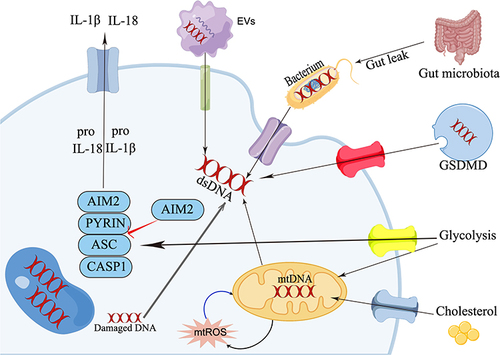 Figure 2 Potential mechanisms for the involvement of AIM2 inflammasome in KOA.