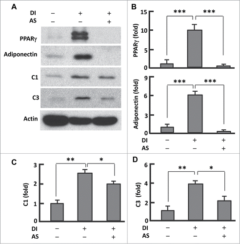 Figure 2. AS1842856 suppressed PPARγ and mitochondrial protein expression. (A) Western blots showing the effect of AS1842856 on PPARγ, adiponectin, mitochondrial proteins C1 and C3. β-actin was probed as the loading control. DI, differentiation induction; AS, AS1842856. (B–D) Densitometric analysis of western blot images with NIH ImageJ software; n = 3−5. * P < 0 .05; **, P < 0 .01; and ***, P < 0 .0001.