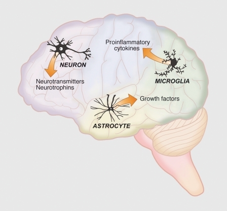 Figure 1. Overview of the brain cell types and neuromodulators influenced by estrogens. The ability of estrogens to exert trophic and protective actions depends upon their ability to alter the birth and death of neurons, synaptogenesis, and neuritogenesis. Estradiol influences neurons, astrocytes, and microglia through altering the expression of a broad profile of neurotransmitters and neuropeptides and their receptors, pro- and anti-inflammatory agents, and factors which influence, birth, survival, growth, and maturation of neurons.