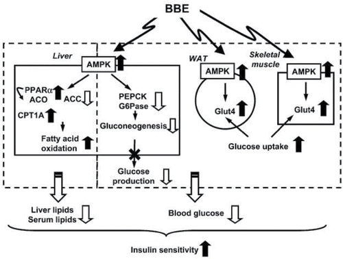 Figure 5. Proposed mechanisms for amelioration of hyperglycemia and insulin sensitivity by dietary BBE. BBE activates AMPK in the white adipose tissue and skeletal muscle. This activation induces upregulation of Glut4 and enhancement of glucose uptake and utilization in these tissues. In the liver, dietary BBE reduces glucose production via AMPK activation, which ameliorates hyperglycemia in type 2 diabetic mice. The AMPK activation induces phosphorylation of acetylCoA carboxylase (ACC) and upregulation of PPARα, acylCoA oxidase (ACO), and carnitine palmitoyltransferase-1A (CPT1A) gene expression in the liver. These changes lead to reductions in lipid content and increase in insulin sensitivity via reduction of lipotoxicity. (Reproduced from the original source, Takikawa et al., Citation2010.)