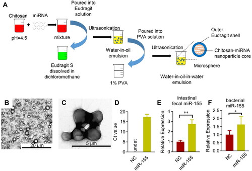 Figure 5. Microsphere mediated colon specific delivery of miRNAs. (A) Schematic illustration of the procedure how Eudragit S100 functionalized microsphere manipulated. miRNAs are incorporated in the Chitosan solution before mixed with the Eudragit S100: Methanol/dichloromethane solution, followed by ultrasonication. Next, the water-in-oil emulsion is poured into the PVA solution to form the water-in-oil-in-water (W1/O/W2) double emulsion. Representative bright-field microscope (B) and electron microscope (C) image of the fabricated Eudragit functionalized microspheres. (D) Encapsulation efficiency of miR-155 (D) loaded in the microsphere as assayed by qPCR. Enrichment of miR-155 in the feces (E) and cecal bacterium (F) from the cecum after orally delivered microspheres loaded with control or indicated miRNAs, NC is the miRNA mimic with no similar sequence as miR-155. qPCR was performed at least in triplicates. Data are expressed as mean ± SEM of three biological replicates. *p < .05, **p < .01.