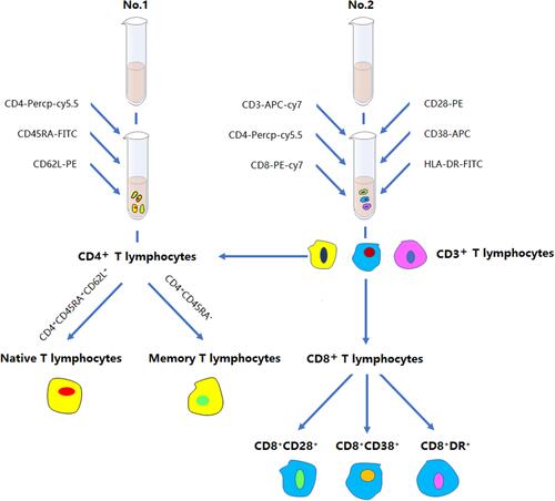 Figure 2 Flow diagram of the detection of T lymphocyte subsets by flow cytometry.