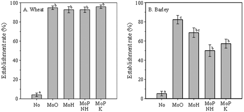 Figure 2. Effects of seed coating with different kinds of molybdenum compounds on seedling establishment rates under a flooded condition. Seeds of wheat or barley were uncoated (No), or coated with molybdenum trioxide (MoO), molybdic acid (MoH), ammonium phosphomolybdate (MoPNH), or potassium phosphomolybdate (MoPK). Sown seeds were flooded for 3 d. Error bars represent standard errors (n = 12). Different alphabets mean significant difference at 5% (Tukey’s multiple comparison).