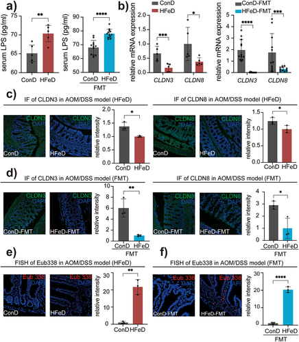 Figure 3. Excessive dietary iron and modulated microbiota impair gut barrier function. (a) LPS concentration in the serum of ConD and HFeD mice (left) or ConD-FMT and HFeD-FMT mice (right). (b) Gene expression of CLDN3 and CLDN8 in ConD and HFeD mice (left) or ConD-FMT and HFeD-FMT mice (right). (c) Representative images of immunofluorescence staining and quantitation of CLDN3 and CLDN8 in AOM/DSS model. (d) Representative images of immunofluorescence staining and quantitation of CLDN3 and CLDN8 in AOM/DSS model with FMT. (e) Staining of total bacteria in the AOM-treated model by fluorescence in situ hybridization in ConD and HFeD mice. (f) Staining of total bacteria in the AOM-treated model by fluorescence in situ hybridization in ConD-FMT and HFeD-FMT mice. Each data point represents one mouse. Data are expressed as the mean ± SD. Statistical significance was determined by unpaired Student’s t-test. *p < .05, **p < .01, ***p < .001, ****p < .0001.