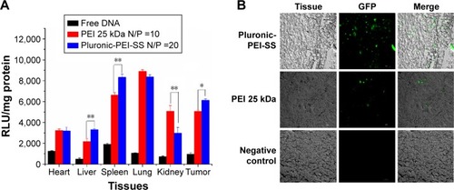 Figure 10 In vivo gene transfection evaluation.Notes: (A) Tissue distribution of luciferase expression following iv administration of pGL4-luc formulated Pluronic-PEI-SS or PEI 25 kDa by injection into the tail vein (50 μg of DNA per mouse). Tissues and tumors were collected 24 hours following injection. Data are presented as mean ± SD (n=3, *P<0.05; **P<0.01). (B) The transfection image of GFP-expressing collected tumor using Pluronic-PEI-SS and PEI 25 kDa as gene delivery vehicles.Abbreviations: GFP, green fluorescent protein; PEI, polyethyleneimine; PEI-SS, disulfide-linked PEI; N/P, nitrogen to phosphate; iv, intravenous; RLU, relative light unit.