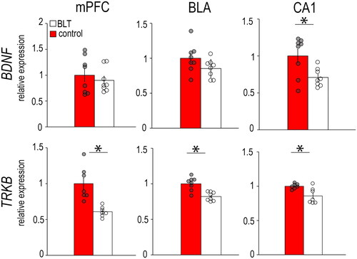 Figure 3. Levels of mRNAs for neuroplasticity markers BDNF and TrkB in the mPFC, BLA, and CA1 of female grass rats exposed to BLT or control red light. Data are shown as Means ± SEMs, n = 8/group. *p < 0.05. Controls are set to 1.0.
