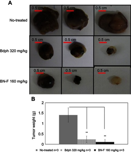 Figure S3 (A) Appearance and (B) weight of tumors from rats sacrificed at 37 days with or without treatment. The data are expressed as mean ±/SD; **p<0.01 versus no-treatment group.