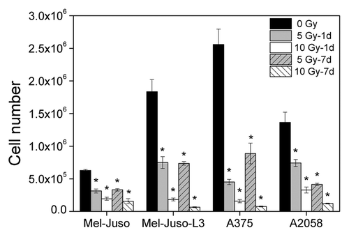 Figure 1. Decrease in proliferation after irradiation. Cells were seeded with 1 × 105 cells per well in 6-well plates and cultured overnight. Cells were irradiated with 5 or 10 Gy or remained untreated, followed by cell counting every 24 h, up to 3 d. For growth assay 7 d after X-ray, cells were irradiated with 5 or 10 Gy and cultured for another 6 d. Then, cells were plated with 1 × 105 cells per well in 6-well plates and counted every 24 h, up to 3 d. Y axis displays cell number per well at the 3rd day of cell counting. Three independent experiments, each in duplicate were performed. Symbols represent means ± SEM, (p ≤ 0.01, two-tailed), *, vs. 0 Gy; Mann-Whitney U test.