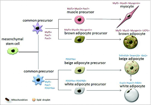 Figure 1. Origin of brown, white and beige adipocytes. Two types of common precursors of muscle/fat lineage are derived from mesenchymal stem cells. These 2 types of common precursors are distinguished by Myf5, Pax7, Pax3 and PDGFRα expression. Myf5+, Pax7+ and Pax3+ common precursors give rise to specified muscle or brown adipose precursors that differentiate into either mature myocytes (Myf5+, MyoD+, Myogenin+) or brown adipocytes (UCP1+), respectively. Myf5-, Pax3-, Pax7- and PDGFRα+ common precursors give rise to specified beige or white adipose precursors that differentiate into either mature beige adipocytes (Tnfrnfs9+, Tmem26+, Tbx1+) or white adipocytes (Eva1+, Hspb7+, Pdk4+), respectively. The interconversion of mature beige and white adipocytes may occur under environmental stimulus.