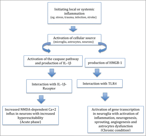 Figure 1. Model of inflammatory epileptogenesis.