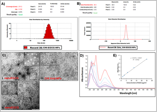 Figure 1 Size characterization and encapsulation and loading efficiencies of chitosan-based nanoEGCG. (A) Size measurement and distribution of nanoEGCGusing dynamic light scattering. (B) Zeta potential measurement of nanoEGCG. (C) Representative transmission electron microscopy photomicrographs showing the relative homogeneous size and morphology of (i) diluted nanoEGCGand (ii) undiluted nanoEGCG, and (iii) CHI-Void-NPs. Scale bar=200 nm; the insets represent higher magnification. (D) Encapsulation and loading efficiency of EGCG on to chitosan nanoparticles as monitored with UV-vis spectra for free EGCG (not encapsulated) and total EGCG (encapsulated + free). (E) UV-vis spectra used to construct the standard curve, with EGCGconcentrations of 25, 12.5, 6.25, 3.12, and 1.6 μg/mL.