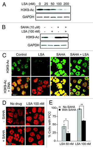 Figure 7. Histone H3 deacetylation is involved in Lasonolide A-induced PCC. (A) Reduction of histone H3 acetylation (at Lysine 9, H3K9-Ac) by LSA. CA46 cells were treated with the indicated LSA concentrations for 1 h. Western blotting was used to measure H3 acetylation level at Lysine 9. (B) Cells were treated with 100 nM LSA for 1 h in the absence or presence of 4 h pretreatment of 10 µM suberoylanilide hydroxamic acid (SAHA). Representative western blots are shown. (C) Immunofluorescence detection for H3 acetylation at Lysine 9. Representative images show reduction of H3 acetylation by LSA and antagonistic effects of SAHA. (D) Attenuation of LSA-induced PCC by enhanced acetylation. Cells were pre-treated with 10 µM SAHA for 4 h and then treated together with LSA for 1 h. Nuclear DNA was stained with PI and examined by confocal microscopy. Representative images are shown. (E) The ratio of cells with condensed chromosomes were quantified and plotted in histograms based on three independent experiments. Standard t-test were used for statistical analyses, *p < 0.05; **p < 0.01.