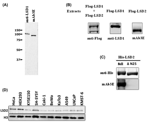 Fig. 1. Antigen specificities of anti-human LSD2 monoclonal antibody (mAb3E) and anti-human LSD1 polyclonal antibody.Notes: (A) Western blotting of HEK293 cell lysates (20 μg of protein) was carried out using the indicated antibodies. (B) Extracts from HEK293 cells expressing Flag-tagged full-length LSD1 and LSD2 were mixed at 1:1 (v/v) and the mixture was subjected to immunoprecipitation with an anti-Flag antibody. Flag-tagged LSD1 and LSD2 in the immunoprecipitates were detected by immunoblotting with an anti-Flag antibody (left column). The extract from cells expressing Flag-tagged LSD1 was immunoprecipitated with an anti-Flag antibody and the immunoprecipitates were analyzed with an anti-LSD1 antibody (middle column). The extract from cells expressing Flag-tagged LSD2 were treated as described for the middle column and analyzed with mAb3E. (C) His-tagged full-length LSD2 or His-tagged LSD2ΔN25 purified from E. coli was detected by western blotting using an anti-His antibody and mAb3E. It should be noted that mAb3E does not react with LSD2ΔN25. D, LSD2 in human cell lines was detected by western blotting using mAb3E.
