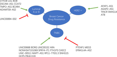 Figure 1 lncRNA-mediated drug resistance in different subtypes in breast cancer. The green arrows indicate promoting effect and the red “T” symbols indicate inhibiting effect.Abbreviation: TNBC, triple negative breast cancer.