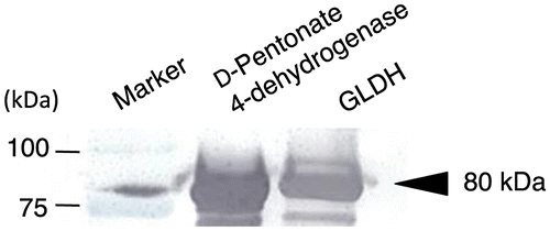 Fig. 6. Immunoblotting analysis of D-pentonate 4-dehydrogenase and glycerol dehydrogenase (GLDH).