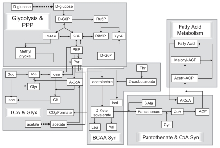 Figure 1 Schematic representation of pathways modeled on this platform. Each pathway is represented by central reactions or metabolites, truncated such for simplistic representation.Pathway abbreviations: PPP, pentose phosphate pathway; Fatty Acid Metabolism, pathway of synthesis and breakdown of fatty acids; Pantothenate and CoA Syn, pathway of pantothenate and coenzyme A synthesis; BCAA synthesis, branched chain amino acid synthesis pathway; TCA and Glyx, pathways of tricarboxylic acid cycle and glyoxylate shunt; Methyglyoxal, methyglyoxal pathway.Metabolite abbreviations: D-G6P, D-glucose-6-phosphate; Ru5P, ribulose-5-phosphate; Rib5P, ribose-5-phosphate; Xy5P, xylose-5-phosphate; G3P, glyceraldehyde-3-phosphate; DHAP, dihydroxyacetone phosphate; PEP, phosphoenolpyruvate; Pyr, pyruvate; A-CoA, acetyl-CoA; OAA, oxaloacetate; Mal, malate; Suc, succinate; Isoc, isocitrate; Glyx, glyoxylate; Cit, citrate; Thr, Threonine; IsoL, isoleucine; Leu, leucine; Val, valine; ACP, acyl carrier protein; CoA, coenzyme A; Cys, cysteine; β-Ala, beta-alanine.