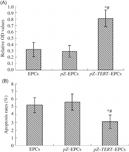 Figure 4. (A) Proliferation of three EPCs groups determined by MTT assay. The absorbance of pZ-TERT-EPCs group was significantly higher than that of the other two groups (p < 0.01). (B) Apoptosis of three EPCs groups determined by flow cytometry. The apoptosis rate of pZ-TERT-EPCs group was significantly lower than that of the other two groups (p < 0.01).Notes: # Indicates compared with EPCs group, p < 0.05.* Indicates compared with pZ-EPCs group, p < 0.05.