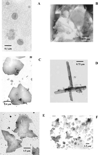 S1 Cer-induced morphological alterations. Transmission electron microscopy images of POPC/Cer mixtures containing (A) 10, (B) 50, (C,D) 90 and (E,F) 96 mol% of Cer. Up to 10% Cer, the vesicles present a mean diameter of 100 nm and are round-shaped. With increasing amounts of Cer, vesicles tend to increase in size, aggregate and originate tubular structures. For very high Cer concentrations (∼92%) crystal formation starts to occur. Pure Cer crystals present a well defined crystalline structure, whereas the presence of POPC leads to a greater occurrence of crystal imperfections.