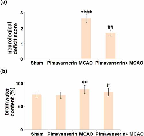 Figure 1. Pimavanserin ameliorated neurological deficits in MCAO mice. (a). Comparison of neurological deficit score in different groups; (b). Comparison of brain water content in different groups (**, ****, P < 0.01, 0.0001 vs. vehicle group; #, ##, P < 0.05, 0.01 vs. MCAO group)