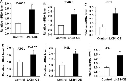 Figure 5. Overexpression of LKB1 upregulates thermogenic and lipolysis-related genes in yaks. (A–F) The mRNA levels of PGC1α (A), PPARα (B), UCP1 (C), ATGL (D), HSL (E) and LPL (F) in control and LKB1 overexpressed adipocytes. N = 6, the number of samples are biological replicates. Error bars: S.E.M., * P < 0.05.