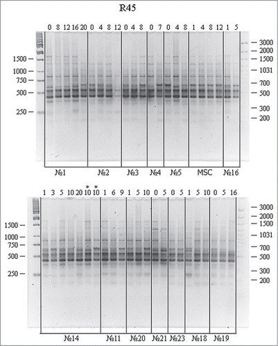 Figure 2. RAPD analysis of DNA from cell cultures at different passages using the R45 primer. For designations, see Figure 1.