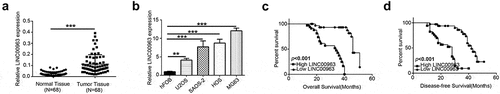 Figure 1. LINC00963 is highly expressed in OS and associated with poor outcomes in OS patients. (a) LINC00963 RNA expression levels were assessed quantitatively in 68 pairs of osteosarcoma tissues and corresponding normal tissues utilizing qRT-PCR. (b) LINC00963 RNA expression levels were examined quantitatively in human osteoblast (hFOB) and osteosarcoma (U2OS, SAOS-2, HOS and MG63) cell lines. (c) OS patients with higher LINC00963 had a poor overall survival (N = 68, median survival:34 months vs. 46 months, Long Rank p< 0.001). (d) OS patients with higher LINC00963 had poor disease-free survival (N = 68, median survival:28 months vs. 42 months, Long Rank p < 0.001). Data are shown Mean ± SD, *P < 0.05, **P < 0.01, *** P < 0.001, n.s. (no significance).