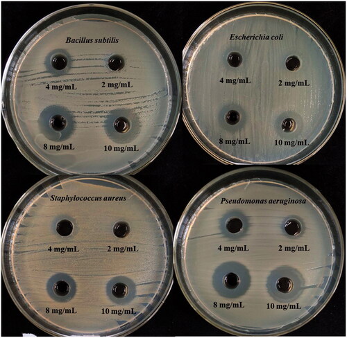Figure 7. Antimicrobial activities of synthesized AgNPs against S. aureus, P. aeruginosa, E. coli, and B. subtilis.