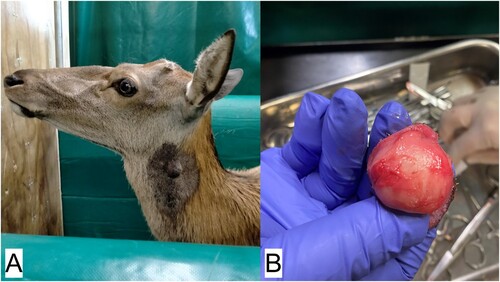 Figure 1. Images from surgery undertaken to remove a spherical, deep dermal mass, about 3 cm in diameter, from the upper neck of a 17-year-old castrated male red deer (Cervus elaphus): A) the site of the mass on the left side of the deer’s neck at the angle of the jaw; B) the spherical mass after removal.