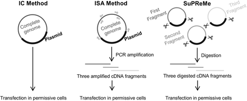 Fig. 4 General overview of reverse genetics methods presented in this study.The SuPReMe comprises the following steps: -Cloning subgenomic overlapping DNA fragments flanked by two unique restriction sites. -Digesting each cloned subgenomic overlapping DNA fragments by restriction enzymes. -Preparing an equimolar mix of digested subgenomic overlapping DNA fragments. -Using that mix for cell transfection