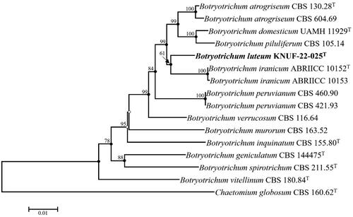 Figure 2. Neighbor-Joining phylogenetic tree based on molecular markers the internal transcribed spacer (ITS) regions, 28S ribosomal DNA (LSU), the second largest subunit of RNA polymerase II (RPB2), and β-tubulin (TUB2) genes sequences showing the phylogenetic position of the strain KNUF-22-025. Chaetomium globosum CBS 160.62T comprised the outgroup. The neighbor-joining phylogenetic tree, maximum likelihood, and maximum parsimony trees indicated with filled nodes, whereas open circles showed maximum-likelihood or maximum-parsimony. The numbers (>60%) above the branches represent the bootstrap values obtained for 1,000 replicates. The isolated strain is shown in bold. Bar, 0.01 substitutions per nucleotide position.