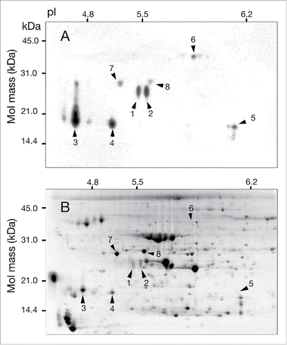 Figure 1. Two-dimensional PAGE of proteins from tobacco leaves exposed to NO2. Nine-week-old tobacco plants (Nicotiana tabacum cv Xanthi XHFD8) were exposed to NO2 at 4.0 ± 0.4 ppm for 8 h in light. Proteins were extracted from the exposed plants and subjected to 2D PAGE. Protein spots were visualized by staining with a polyclonal anti-3-NT antibody (A) and SYPRO Ruby (B). Nine-hundred micrograms of protein were loaded on each gel.
