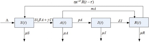 Figure 1. Transfer diagram of the drinking model.