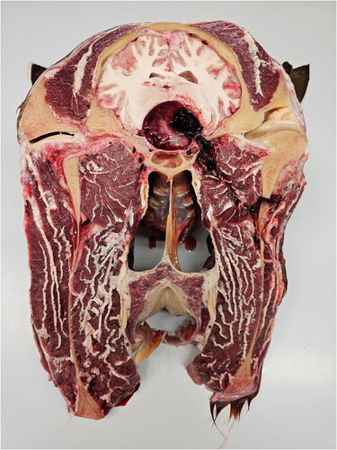 Figure 7. Post-mortem transverse slice of the head of the warmblood mare depicting the left-sided transmandibular lateral transsphenoidal surgical approach providing access to the pituitary macroadenoma. Parts of the mass had been removed intraoperatively, as demonstrated by the hemorrhagic area in its left dorsal aspect (right in the image), but iatrogenic damages to the surrounding brain parenchyma are also macroscopically visible. Please note the hemorrhagic tract within the center of the lateral pterygoid muscle, where the sequential muscle dilators were inserted.