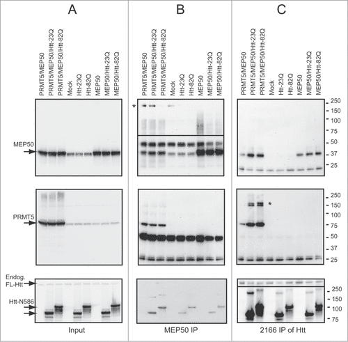 Figure 3. Htt interacts with PRMT5/MEP50 complex. HEK 293 cells were transiently transfected with the indicated plasmids, keeping the amount of Htt-N586, PRMT5 and MEP50 plasmids and total amount of DNA equal between transfections by supplementing with empty vector. Cells were lysed 48 h after transfection, and MEP50 (B) or Htt (C) complexes were immunoprecipitated using either MEP50-or Htt-specific antibodies. All three proteins-MEP50 (top panels), PRMT5 (middle panels) and Htt (bottom panels) were detected in both MEP50 and Htt IPs from cells co-transfected with Htt, PRMT5 and MEP50. High-molecular weight complexes detected with PRMT5 and MEP50 antibodies are marked by asterisk. The inputs are shown in A.