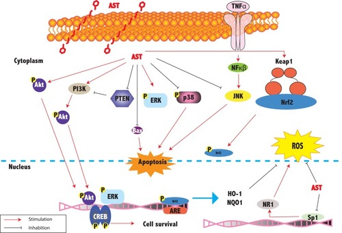 Figure 3 Proposed mechanism by which astaxanthin inhibits ROS and apoptosis. Astaxanthin inhibits apoptosis and scavenges ROS, and modulates various intracellular pathways, predominantly MAPK, PI3K/Akt and Nrf2/ARE. It can also activate the specificity protein 1 (Sp1)–NMDA receptor subunit 1 (NR1) signalling pathway, which leads to cell death.