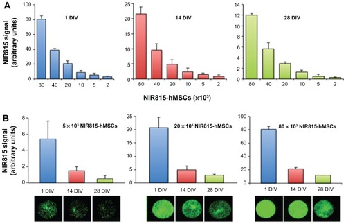 Figure 3 Preservation of NIR815 tag over time. Cells were labeled using the CellVue® NIR815 kit and maintained in culture. NIR815 signal intensity was determined at various time points (1, 14, and 28 days in vitro) in serial cell dilutions (80 × 103, 40 × 103, 20 × 103, 10 × 103, 5 × 103, and 2 × 103 near-infrared human mesenchymal stem cells). (A) Signal intensity detected at 1, 14, and 28 days in vitro as indicated above the graphs. Numbers below the x axis indicate the number of NIR815 human mesenchymal stem cells. (B) Signal intensity detected for 80 × 103, 20 × 103, and 5 × 103 NIR815 human mesenchymal stem cells. Numbers below the x axis indicate the days in vitro at which scan was performed. The near-infrared signal is expressed as arbitrary units.Note: Data are presented as the mean ± standard deviation from three replicates of three different experiments.Abbreviations: DIV, days in vitro; hMSCs, human mesenchymal stem cells.