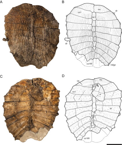 Figure 2. Striatochelys baba, holotype, GPIT-PV-112860-1, Na Duong Formation, middle–upper Eocene, Vietnam. Carapace in A, B, dorsal and C, D, ventral views. Abbreviations: co, costal; cp, costiform process; dr, dorsal rib; ne, neural; nu, nuchal; tv, thoracic vertebra; xi, xiphiplastron. Scale bar equals 5 cm.