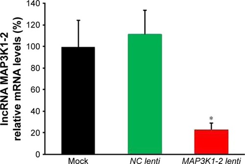 Figure 3 Efficacy of stable lncRNA MAP3K1-2 knockdown in MKN45. The expression level of lncRNA MAP3K1-2 in MKN45 after recombinant lentivirus transfection was determined by quantitative real-time polymerase chain reaction. lncRNA MAP3K1-2 expression level was decreased in MKN45 with MAP3K1-2 lenti transfection, while lncRNA MAP3K1-2 expression level was still high in MKN45 with NC lenti transfection and MKN45 without lentivirus transfection. *P<0.05 (mock: MKN45 without lentivirus transfection).