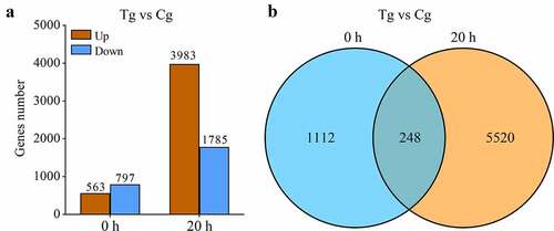 Figure 2. DEGs among test group (Tg) and control group (Cg) at 0 and 20 h. (a) The number of up- and down-regulated DEGs at two time points. (b)The uniqueness and commonality of DEGs at two time points