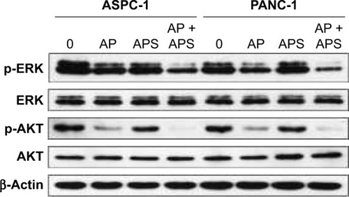 Figure 5 APS increased the inhibition of p-AKT and p-ERK expression in AKT and ERK signaling pathway.