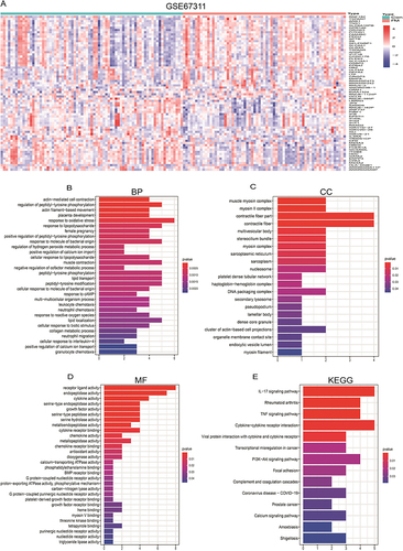 Figure 1 Identification and enrichment analysis of FM differentially expressed genes. (A) GEO-GSE67311Heat map of metabolically differentially expressed genes in the dataset. (B) Biological process (BP). (C) Cellular component (CC). (D) Molecular function (MF). (E) KEGG.