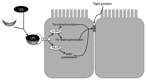 Figure 2. Mechanism of LPS-induced tight junction disruption in rat cholangiocyte monolayer. LPS complexes with LBP and binds to TLR4 receptor. TLR4 activation leads to activation of c-Src and MLCK. c-Src phosphorylates tight junction proteins on tyrosine residues, while induced dephosphorylation of occludin on threonine residues. On the other hand MLCK activation leads to modulation of actomyosin belt. These two mechanisms synergistically destabilize the tight junctions and induce barrier dysfunction.