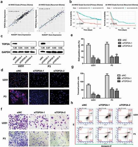 Figure 4. Down-regulation TOP2A expression inhibits glioma cell proliferation and invasion, and induces apoptosis in glioma cells. A. Correlation between NUSAP1 and TOP2A mRNA expression levels in primary and recurrent gliomas samples in the CGGA database. B. Kaplan-Meier analyses showing differences in overall survival for patients with low and high TOP2A expressing in primary and recurrent gliomas. The data were obtained from CGGA databases. C. Western blot to confirm siRNA knockdown efficiency of TOP2A in U251 and P3 cells. D. Fluorescence microscopy of EdU incorporation in U251 and P3-siTOP2A-1, −2 siRNAs. Pollo 567 (red color) detects EdU, while DAPI (blue color) stains nuclei. Scale bar = 50 μm. E. Statistical analysis of the number of EdU-positive cells for U251 and P3 cell lines transfected with siRNAs. All data are expressed as the mean ± SD of values from experiments performed in triplicate. **P < 0.01. F. Transwell invasion results of siNC/TOP2A-1, −2 U251 and P3 GBM cells for 24 h. Scale bar = 100 μm. G. Statistical results of the invasive ratio of siNC/TOP2A-1, −2 in U251 and P3 GBM cells for 24 h. **P < 0.01. H. Flow cytometric analysis of apoptosis in U251- and P3-siTOP2A-1,-2 siRNAs cells as determined with annexin V-and/or FITC and propidium iodide staining for DNA content. The percentages of annexin V-and/or FITC-positive cells are indicated.