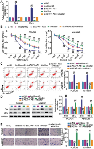 Figure 3 MiR-653-5p blockade neutralizes the effect of lncRNA AFAP1-AS1 silencing on gefitinib-resistant LUAD cell growth. (A) Verification of transfection efficiency. PC9 and A549 cells were transfected with si-AFAP1-AS1, si-NC, miR-653-5p inhibitor (inhibitor), inhibitor-NC, si-AFAP1-AS1 + inhibitor. After 48 h, RT-qPCR was implemented to test the miR-653-5p expression. (B–D) PC9/GR and A549/GR cells were transfected with si-AFAP1-AS1, si-NC, miR-653-5p inhibitor (inhibitor), inhibitor NC, si-AFAP1-AS1 + inhibitor. 48h post-transfection. Proliferation curves were obtained using CCK8 assays (B). Cell apoptosis was detected by flow cytometry (C) and Western blot (D). Cell invasion was determined by Transwell invasion assay (E). *P < 0.05 and **P < 0.001 vs si-NC; +P < 0.05, ++P < 0.001 vs inhibitor-NC; #P < 0.05 and ##P < 0.001 vs si-AFAP-AS1+inhibitor.